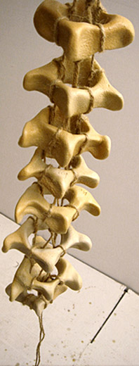 Spine